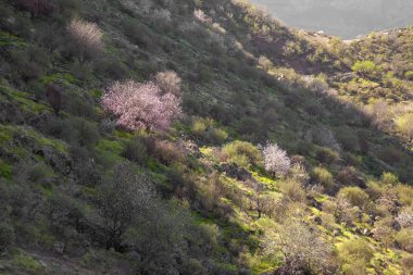 Büyük Kanarya, Ocak
