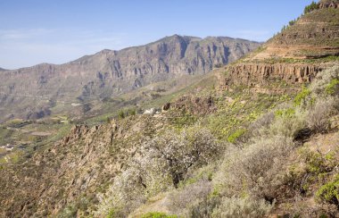 Büyük Kanarya, Ocak