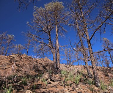 Gran Canaria, Doğa Parkının bir parçası Tamadaba orman yangınından etkilendi.