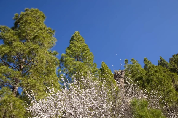 Gran Canaria, januari — Stockfoto