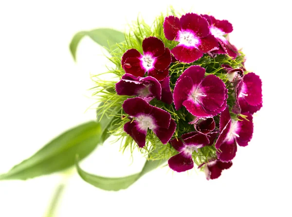 Dianthus Barbatus Słodkie Kwiaty William — Zdjęcie stockowe