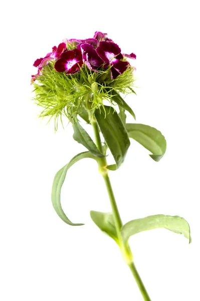 Dianthus Barbatus Söta William Blommor — Stockfoto