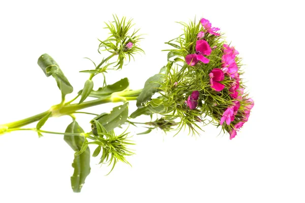 Dianthus Barbatus Sladký William Květiny — Stock fotografie