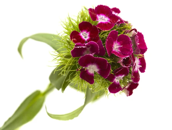 Dianthus Barbatus Słodkie Kwiaty William — Zdjęcie stockowe