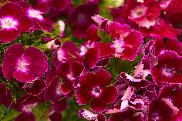 Dianthus Barbatus Sweet William Flowers — Stock Photo, Image
