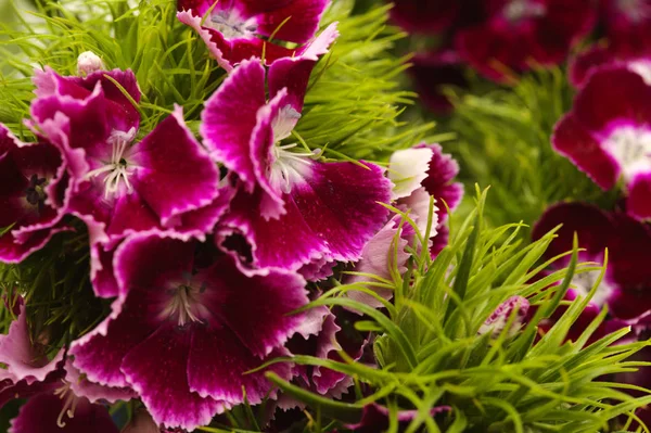 Dianthus Barbatus Słodkie Kwiaty William — Zdjęcie stockowe