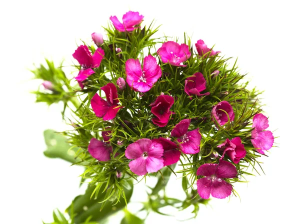 Dianthus Barbatus Süße William Blüten — Stockfoto