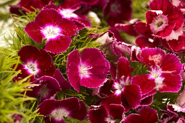 Dianthus Barbatus Édes William Virágok — Stock Fotó