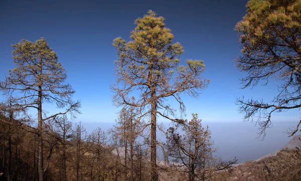 Gran Canaria Teil Des Naturparks Tamadaba Von Waldbrand Betroffen — Stockfoto