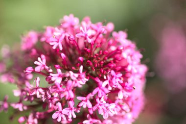 Gran Canaria 'dan Flora - Centranthus ruber, kırmızı kediotu doğal makro arka plan