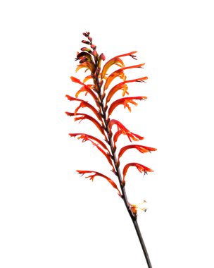 Gran Canaria 'dan Flora - Chasmanthe aethiopica, istilacı türleri vatandaşlaştırdı 