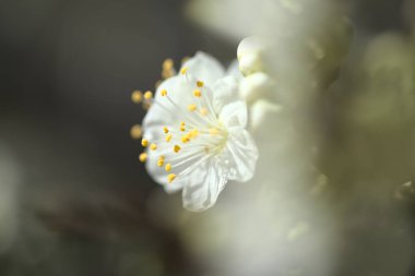 çiçekli Erik dalları ile arka plan bahar çiçekleri