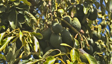 Koyu yeşil avokado armutları, Büyük Kanarya 'nın önemli bir ürünü. 