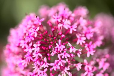 Gran Canaria 'dan Flora - Centranthus ruber, kırmızı kediotu doğal makro arka plan