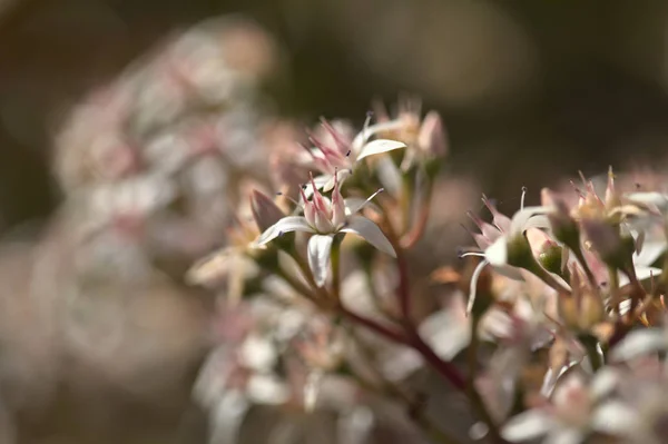 Цвітіння Crassula Ovata Грошове Дерево — стокове фото