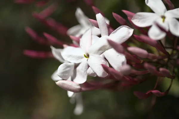 Jasminum Officinale Comum Fundo Jasmine — Fotografia de Stock