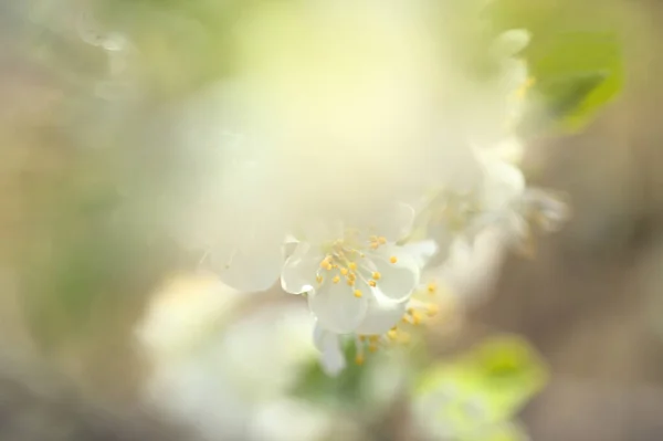 Весенний Цветок Фон Цветущими Сливовыми Ветвями — стоковое фото