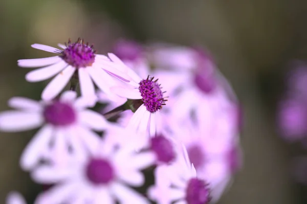 Flóra Gran Canaria Pericallis Webbii Místně Nazývaná Květinová Endemická Pro — Stock fotografie