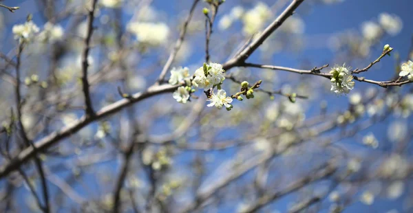 春天的花背景与开花的李子分支 — 图库照片