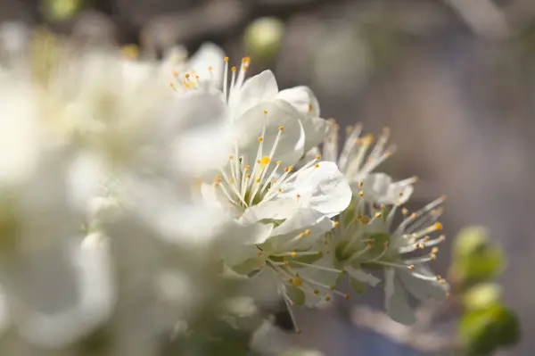 Våren Blommor Bakgrund Med Blommande Plommon Grenar — Stockfoto