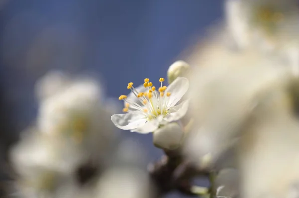 Flores Primavera Fondo Con Flores Ramas Ciruela — Foto de Stock