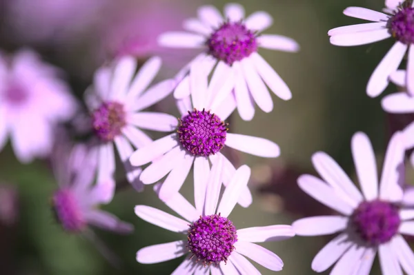 Flora Gran Canaria Pericallis Webbii Місцева Назва Квітка Травня Ендемік — стокове фото