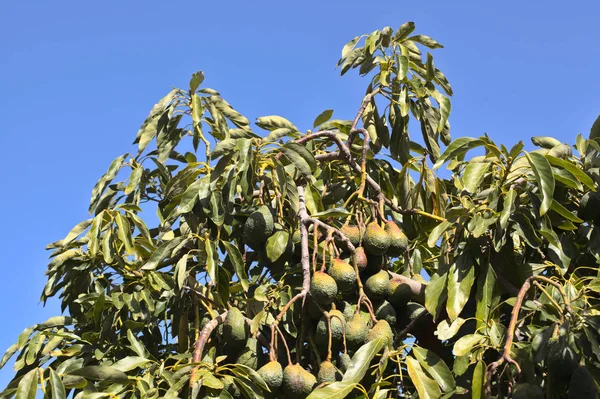 Cultivando Peras Aguacate Verde Oscuro Importante Producto Gran Canaria —  Fotos de Stock