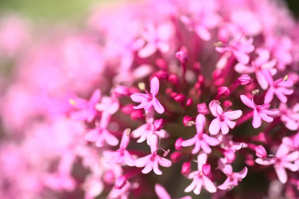 グラン カナリアの花 センタンサスゴム 赤バレリアン自然マクロ背景 — ストック写真