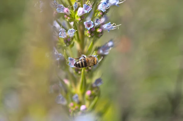 Flora Gran Canaria Echium Callithyrsum Kék Bugloss Gran Canaria Endemikus — Stock Fotó