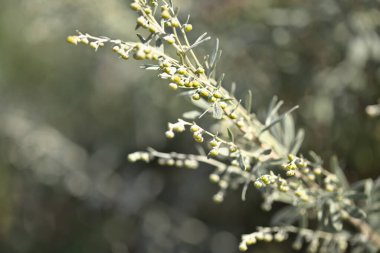 Gran Canaria 'dan Flora - Artemisia thuscula, kanarya pelin çiçeği, yerel olarak incienso, incence, yoğun kokusu için 