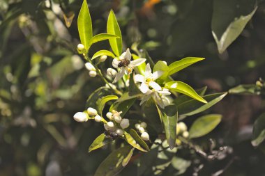 Portakal ağacı çiçekleri, doğal çiçek arkaplanı. 