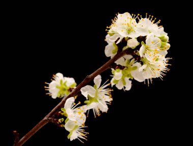 mevsimlik çiçekler, erik ağacı dalları