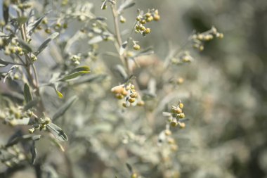 Gran Canaria 'dan Flora - Artemisia thuscula, kanarya pelin çiçeği, yerel olarak incienso, incence, yoğun kokusu için 