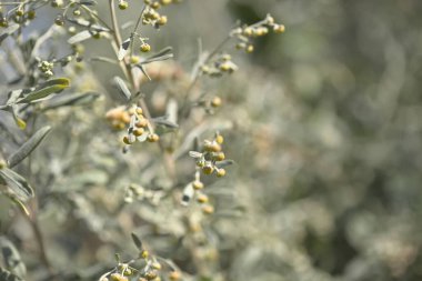 Gran Canaria 'dan Flora - Artemisia thuscula, kanarya pelin çiçeği, yerel olarak incienso, incence, yoğun kokusu için 