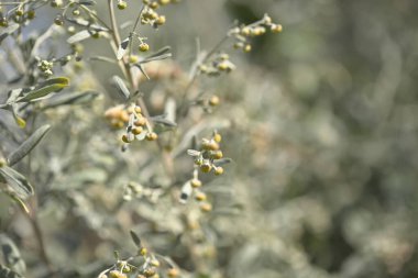 Flora of Gran Canaria - Artemisia thuscula, canarian wormwood flowers, locally called incienso, incence, for its intense scent  clipart