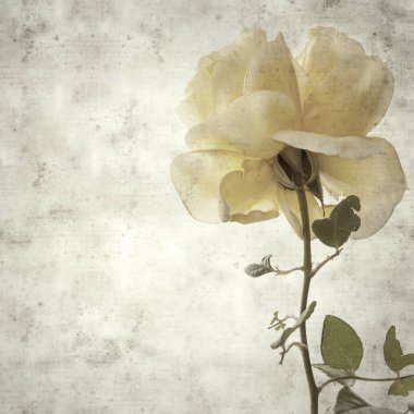 desenli eski kağıt arka plan, kare, sarı gül çiçekli.