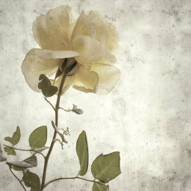 desenli eski kağıt arka plan, kare, sarı gül çiçekli.