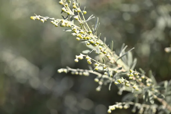 Flóra Gran Canaria Artemisia Thuscula Kanárské Červí Květy Místně Nazývané — Stock fotografie