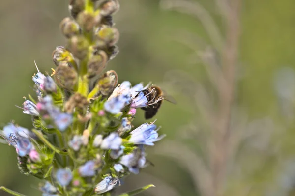 Gran Canaria Dan Flora Echium Callithyrsum Gran Canaria Nın Mavi — Stok fotoğraf