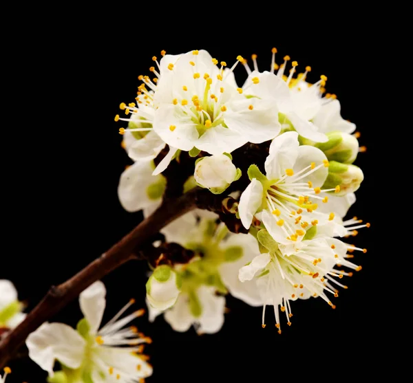 Saisonale Blüte Pflaumenzweige — Stockfoto