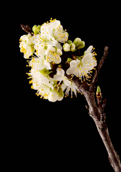 Flori Sezoniere Ramuri Prune — Fotografie, imagine de stoc