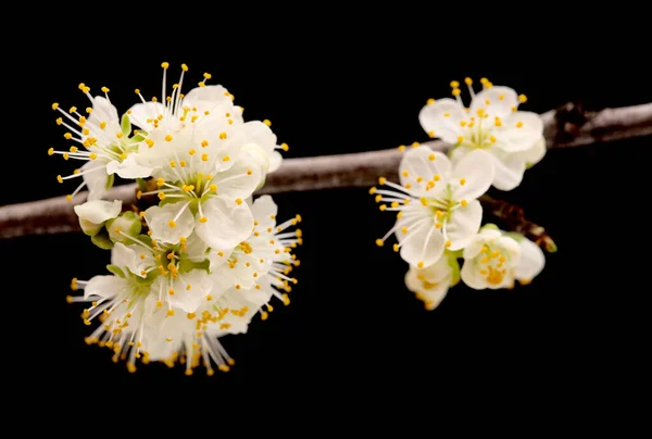 Seasonal Blossom Plum Tree Branches — Stock Photo, Image