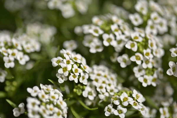 Fondo Con Floración Blanca Lobularia Maritima Dulce Aliado — Foto de Stock