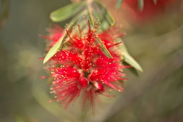 一般的な赤いボトルブラシの植物の開花隔離された — ストック写真