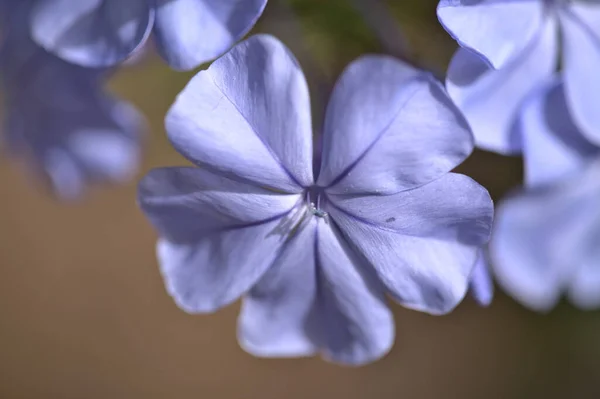 Plumbago Auriculata Blue Plumbago Natural Macro Background — Stock Photo, Image