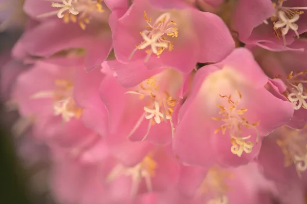 Dombeya Wallichii Růžová Koule Květu — Stock fotografie