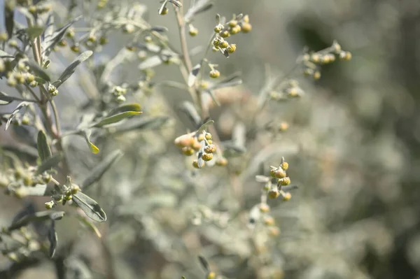 Flóra Gran Canaria Artemisia Thuscula Kanárské Červí Květy Místně Nazývané — Stock fotografie