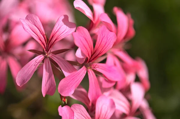 Садовий Фон Квітучим Рожевим Гераном — стокове фото