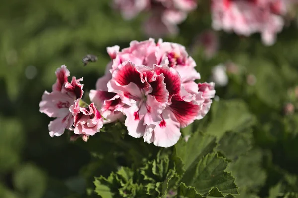 開花ピンクのゼラニウムと庭の背景 — ストック写真