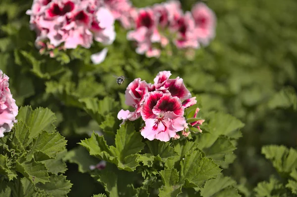 Trädgård Bakgrund Med Blommande Rosa Pelargon — Stockfoto